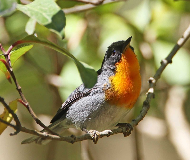 Flame-throated Warbler_2500.jpg