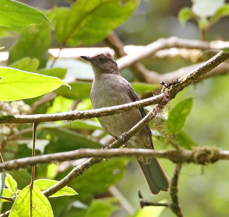 Mountain Thrush_2768.jpg