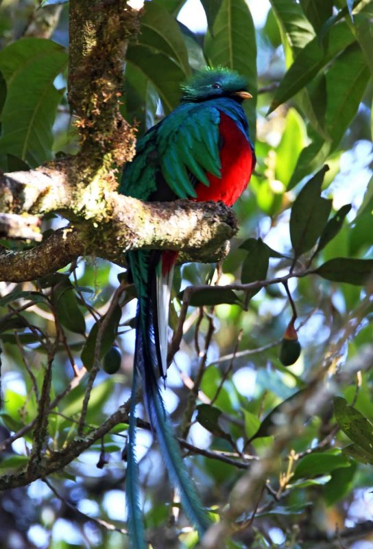 Resplendant Quetzal - male_2353.jpg