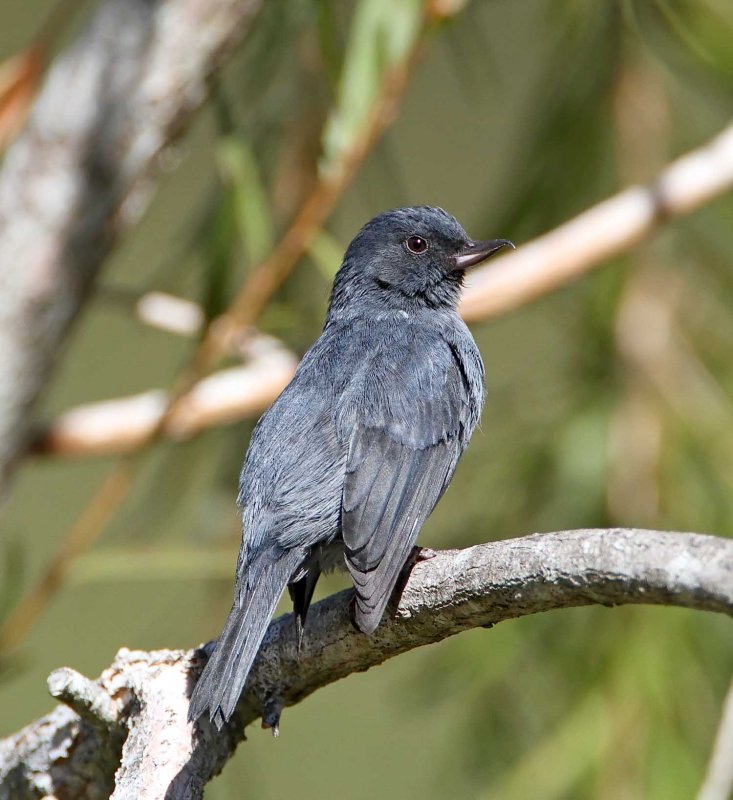 Slaty Flowerpiercer - male_2521.jpg