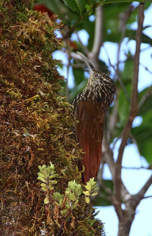 Spot-crowned Woodcreeper_2576.jpg