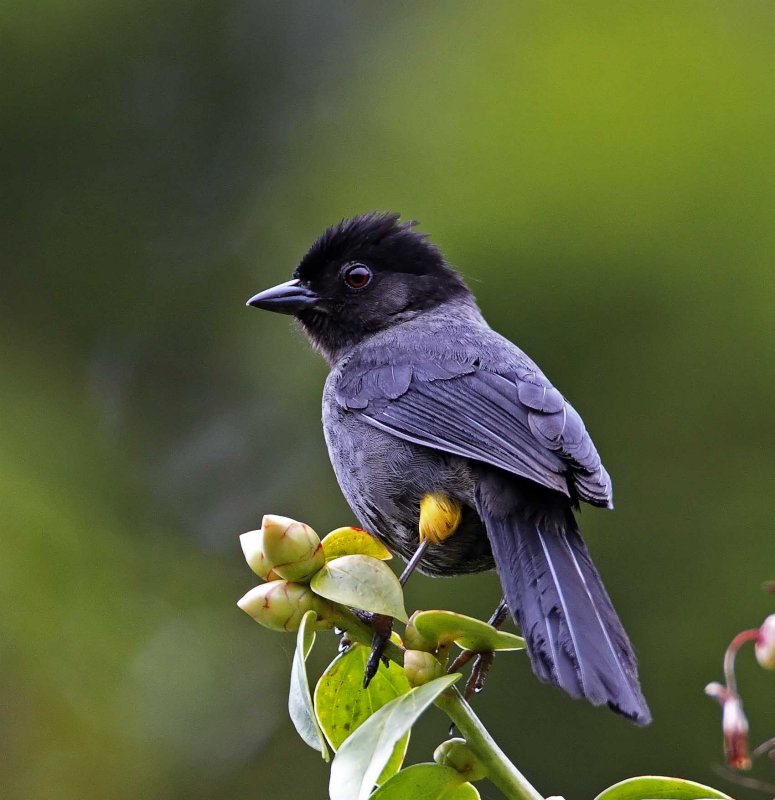 Yellow-thighed Brushfinch_2856.jpg