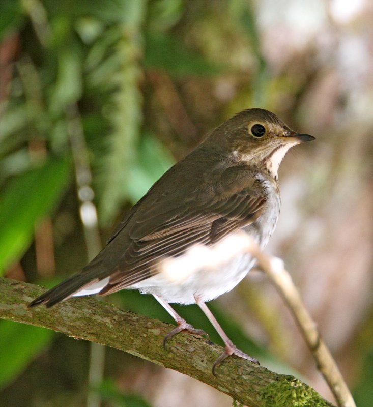 Swainsons Thrush_2947.jpg