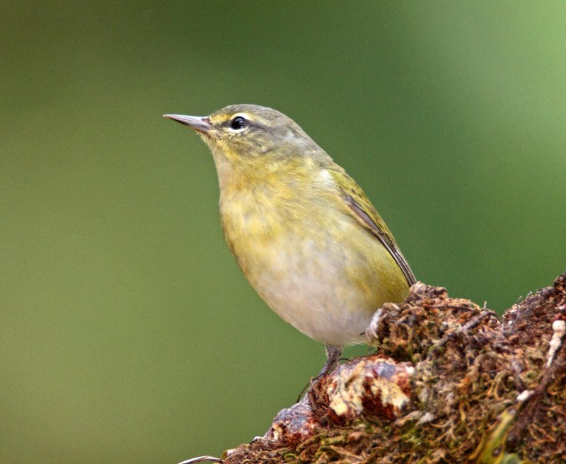 Tennessee Warbler_3280.jpg