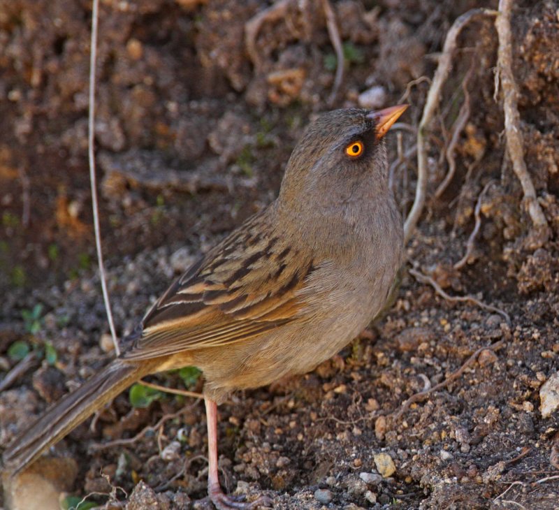 Volcano Junco_3078.jpg