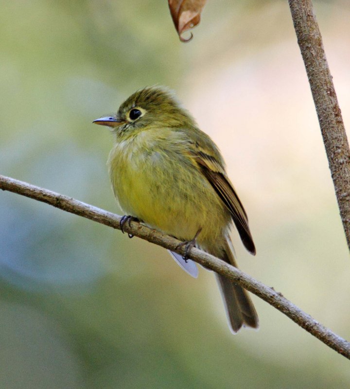 Yellowish Flycatcher_3057.jpg