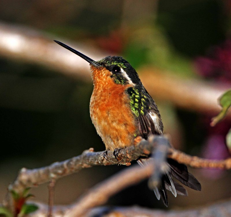 White-throated Mountain-gem - female_3497.jpg
