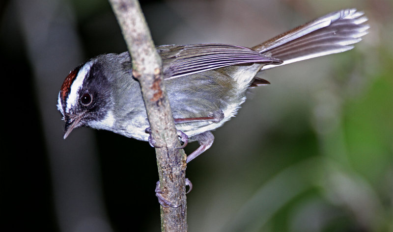 Black-cheeked Warbler_3714.jpg