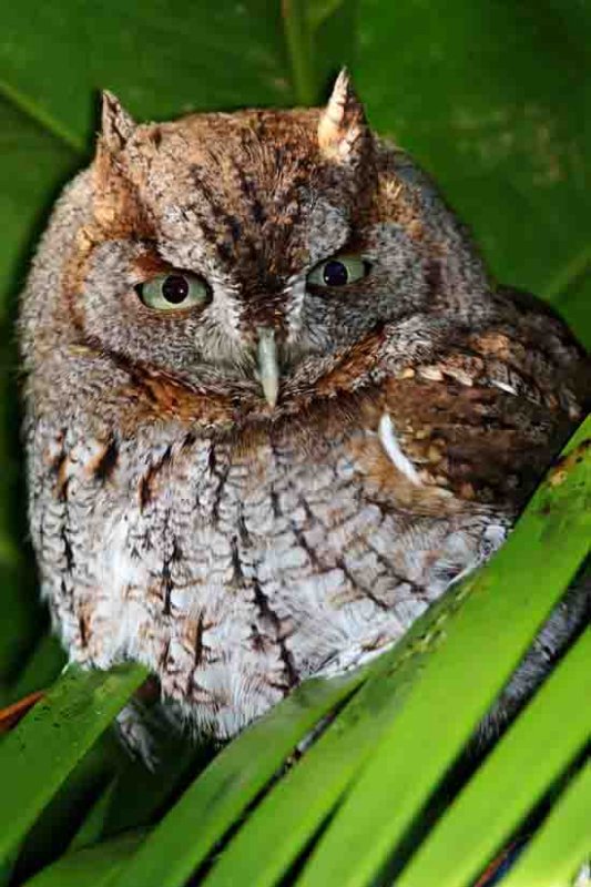 Eastern Screech-Owl_4784.jpg