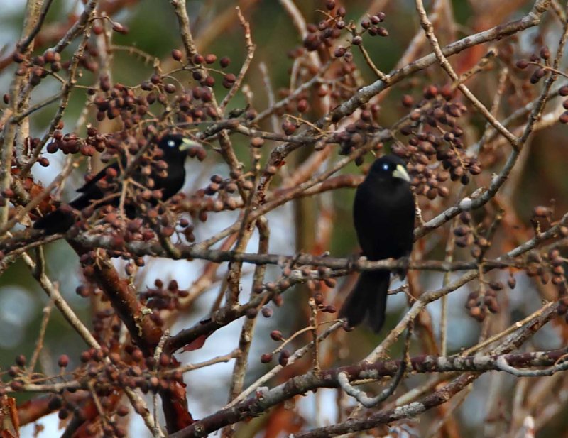 Scarlet-rumped Cacique_7712.jpg