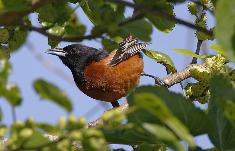 Orchard Oriole_4677.jpg