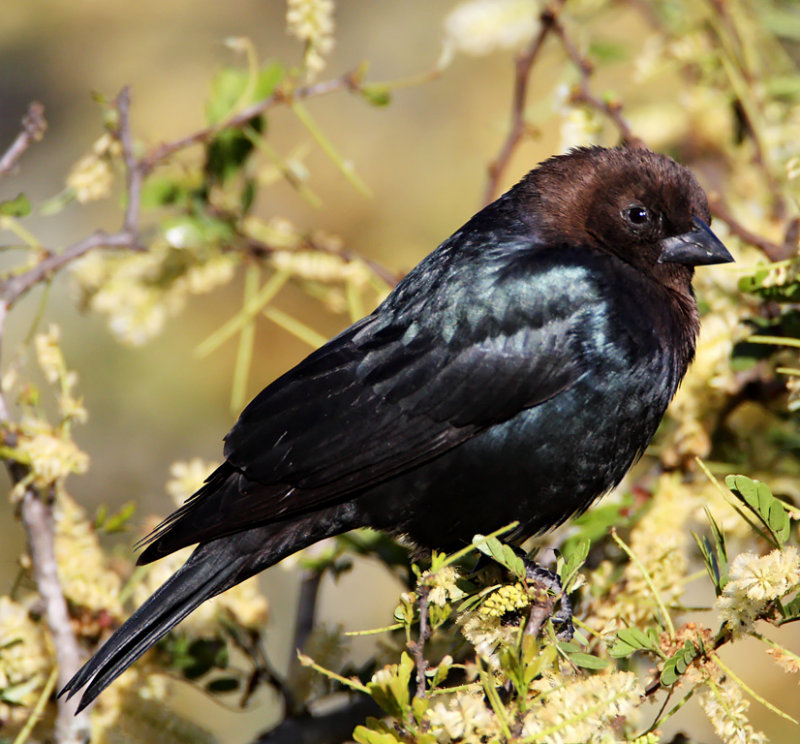 Brown-headed Cowbird - male_7256.jpg