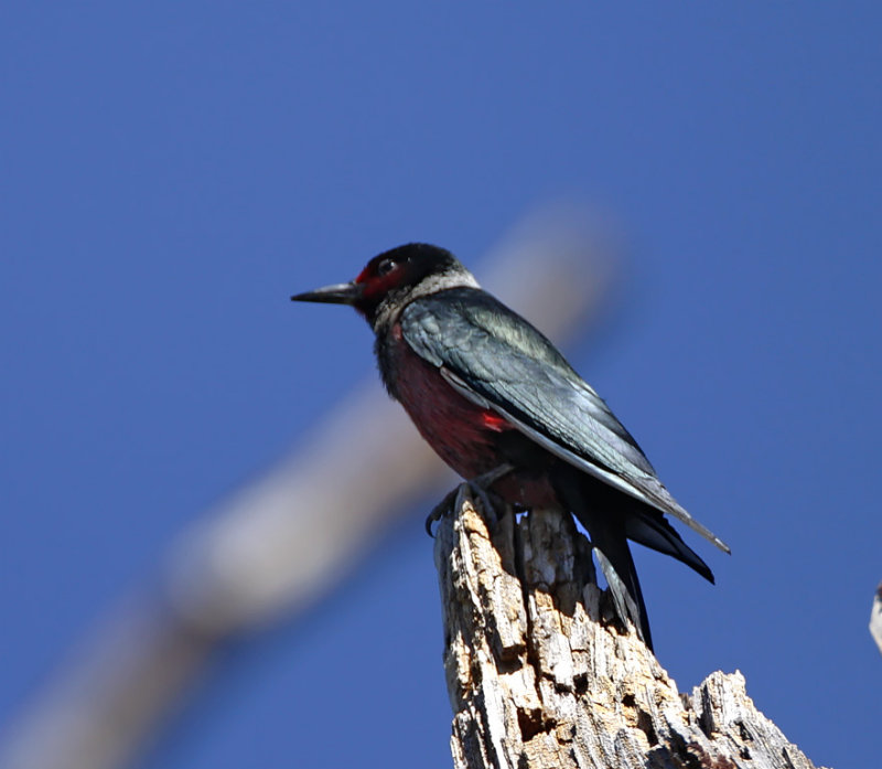 Lewiss Woodpecker_1289.jpg