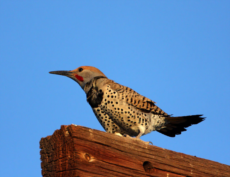Gilded Flicker - male_5292.jpg