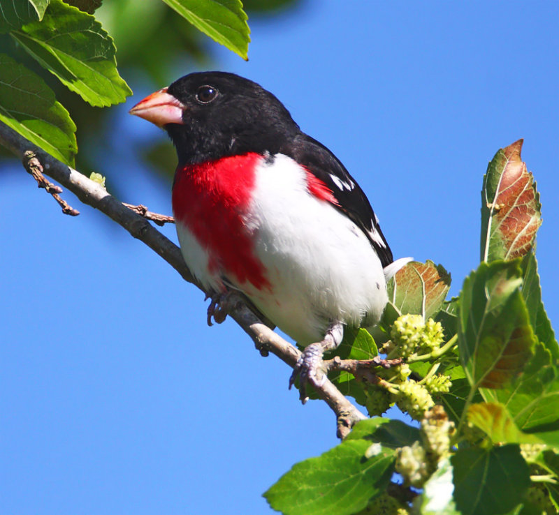 Rose-breasted Grosbeak - male_8351.jpg