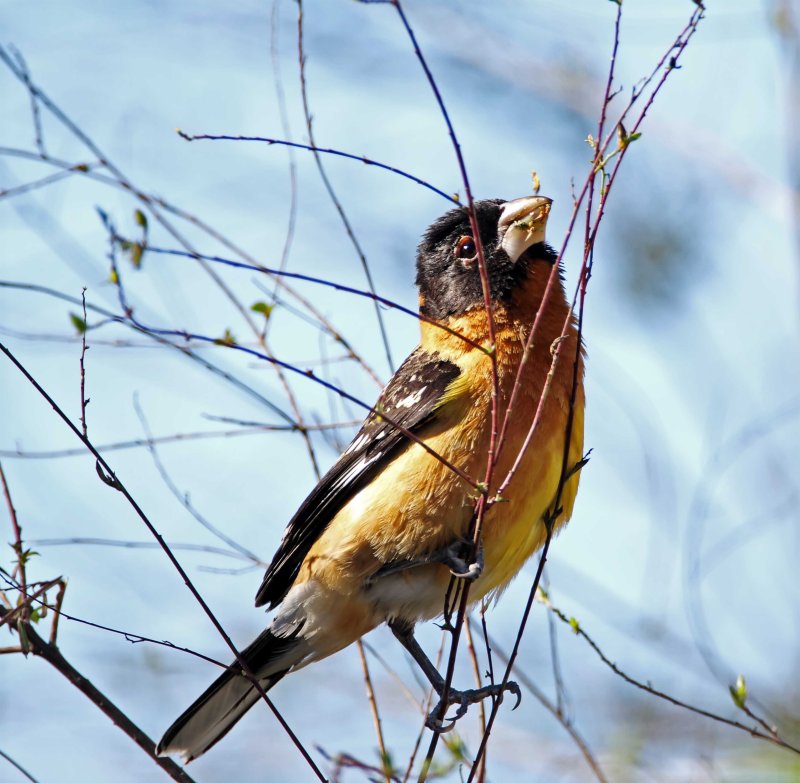 Black-headed Grosbeak - male_5329.jpg