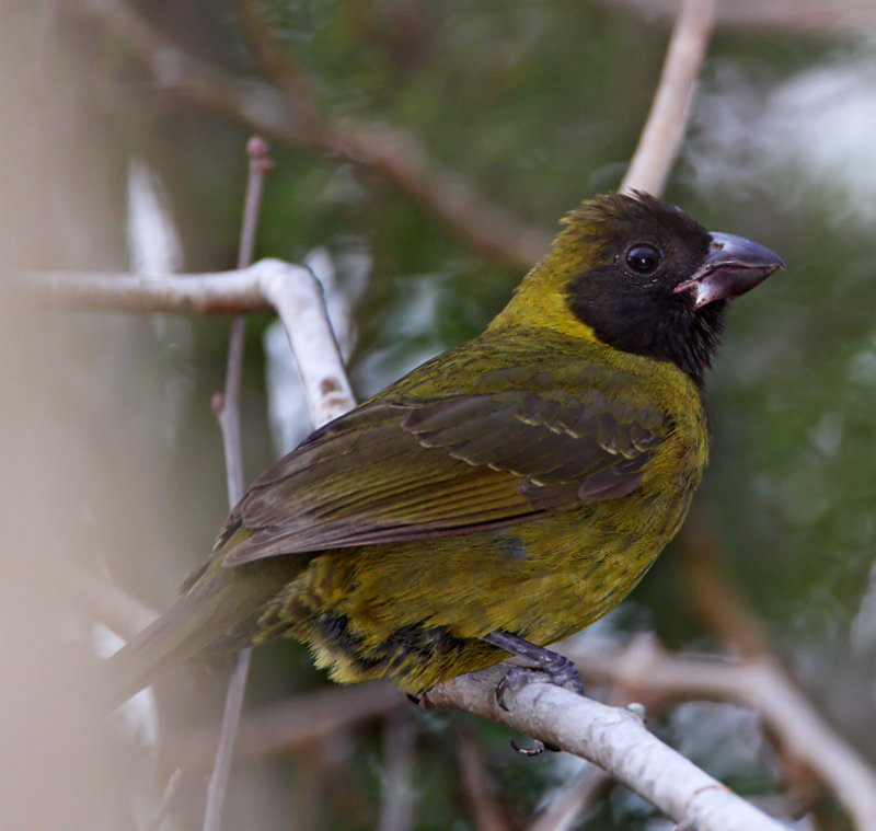 Crimson-collared Grosbeak - female_7146.jpg