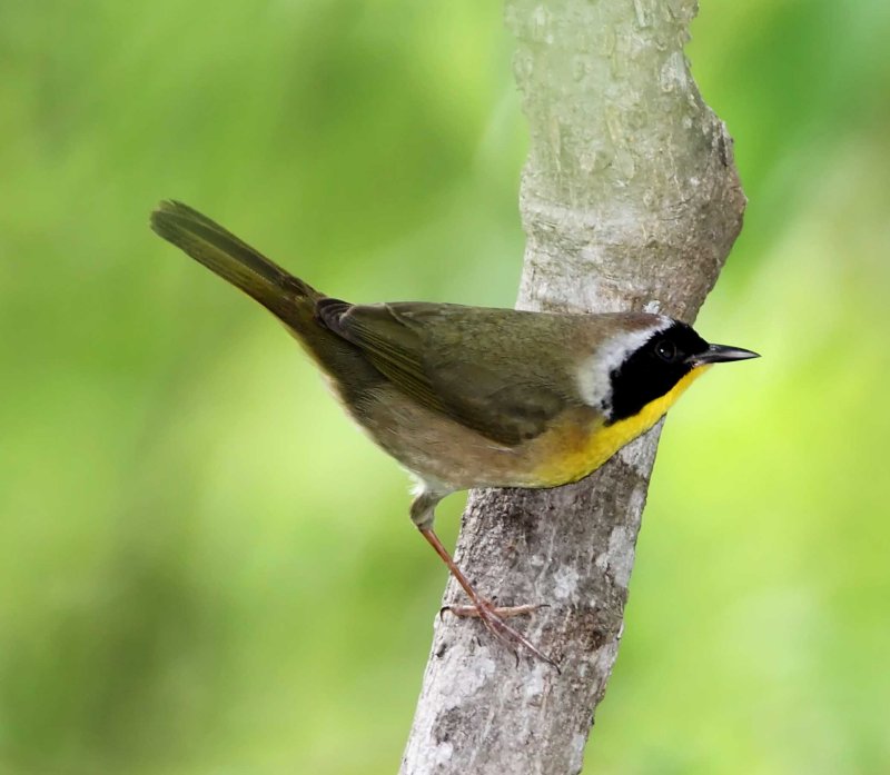 Common Yellowthroat - male_4952.jpg