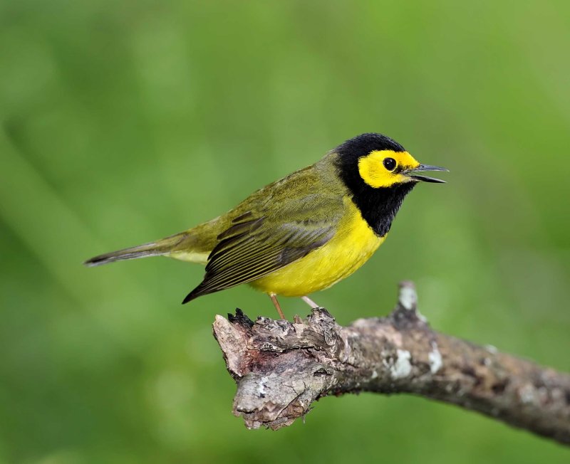 Hooded Warbler - male_8713.jpg