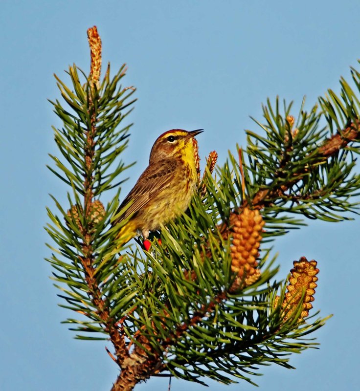 Palm Warbler - breeding_0532.jpg