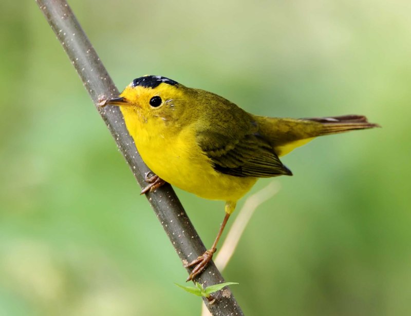 Wilsons Warbler - male_6235.jpg