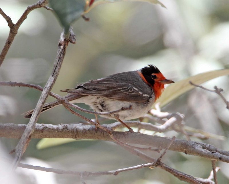 Red-faced Warbler_0511.jpg