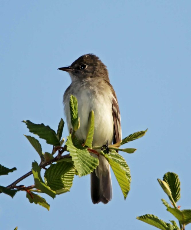 Alder Flycatcher_0409.jpg