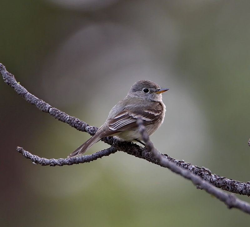 American Grey Flycatcher_2354.jpg