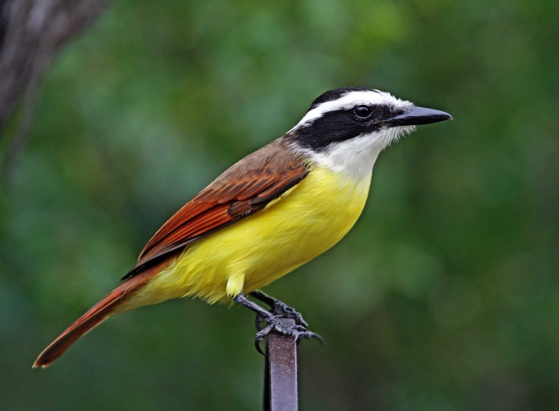 Great Kiskadee_5644.jpg