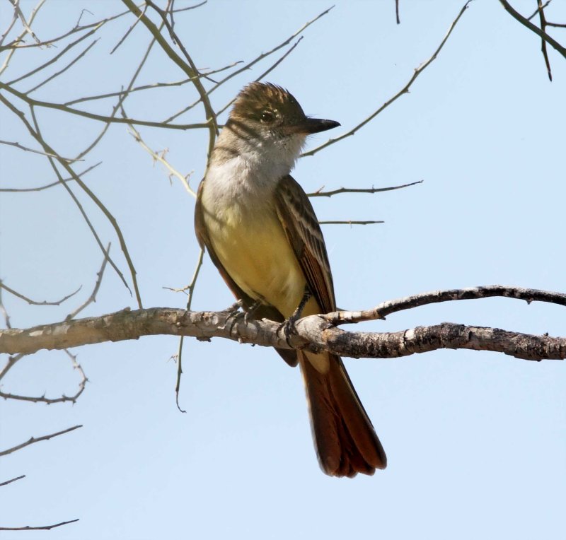 Ash-throated Flycatcher_0292.jpg