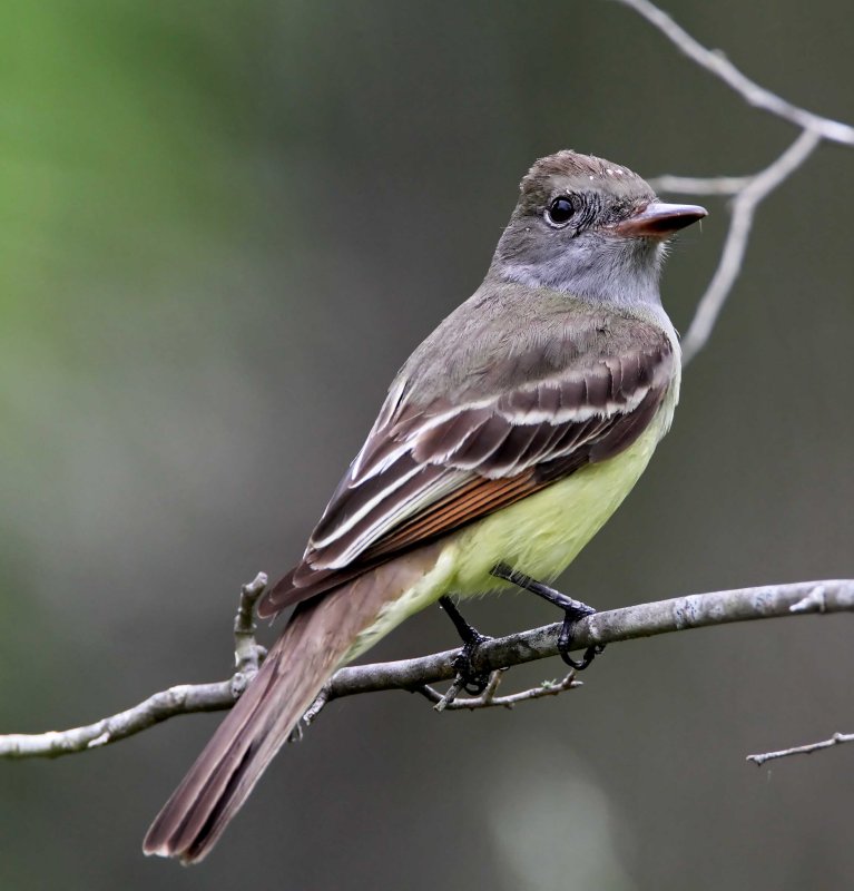 Great Crested Flycatcher_6420.jpg