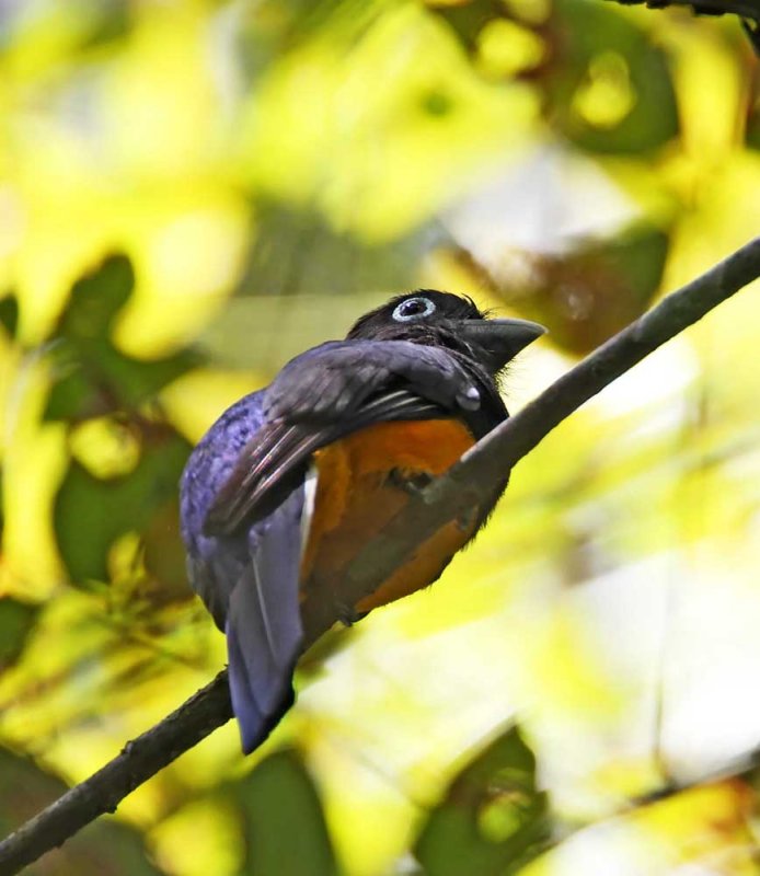 White-tailed Trogon - female_8096.jpg