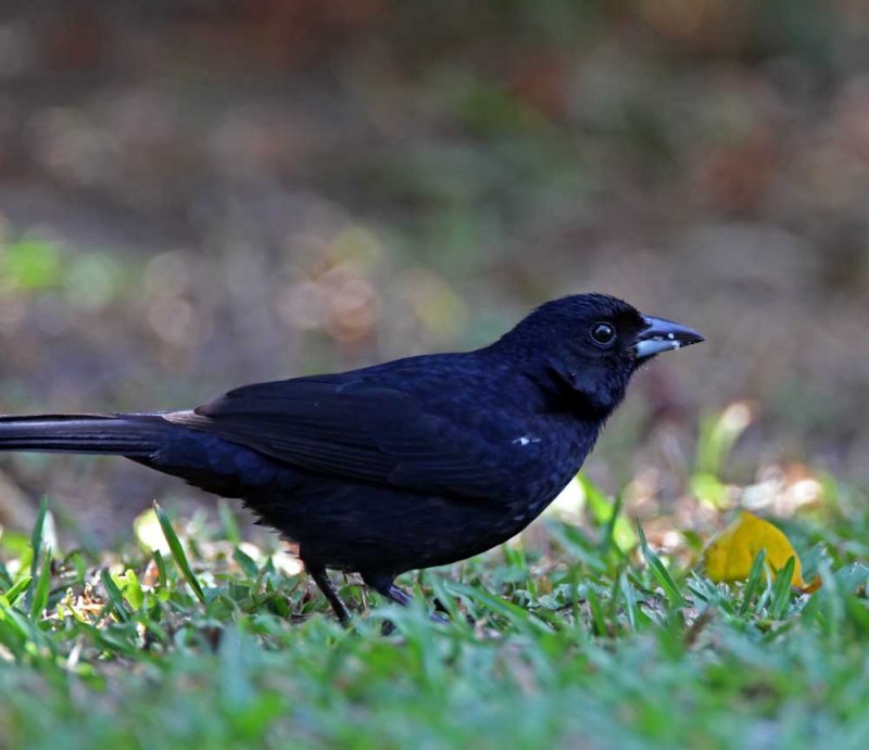 White-lined Tanager - male_9964.jpg