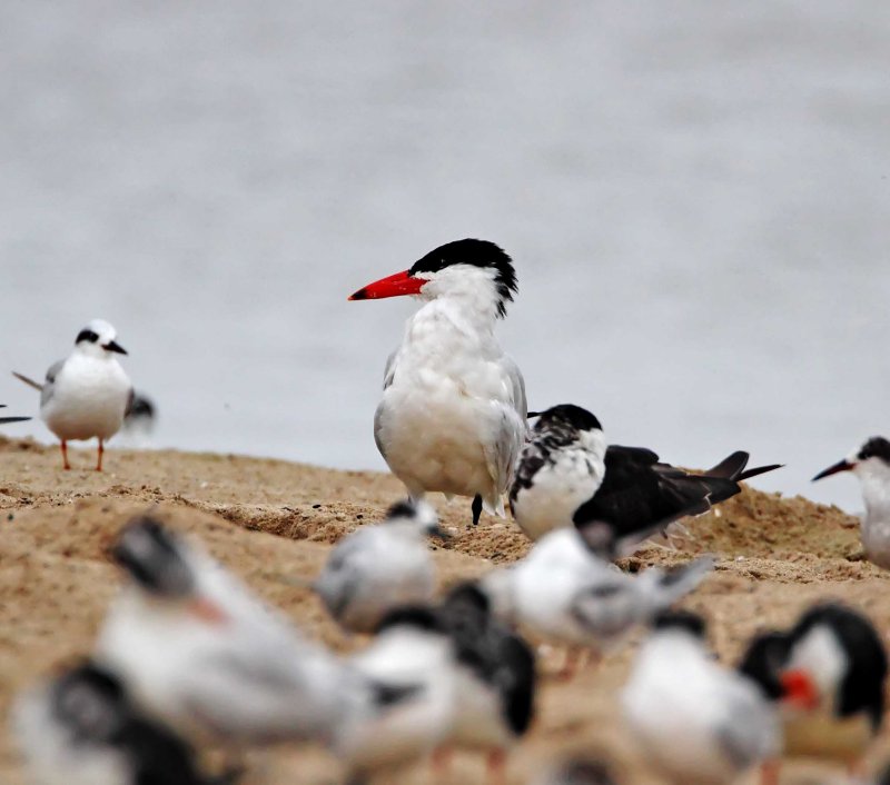 Caspian Tern - breeding_1356.jpg
