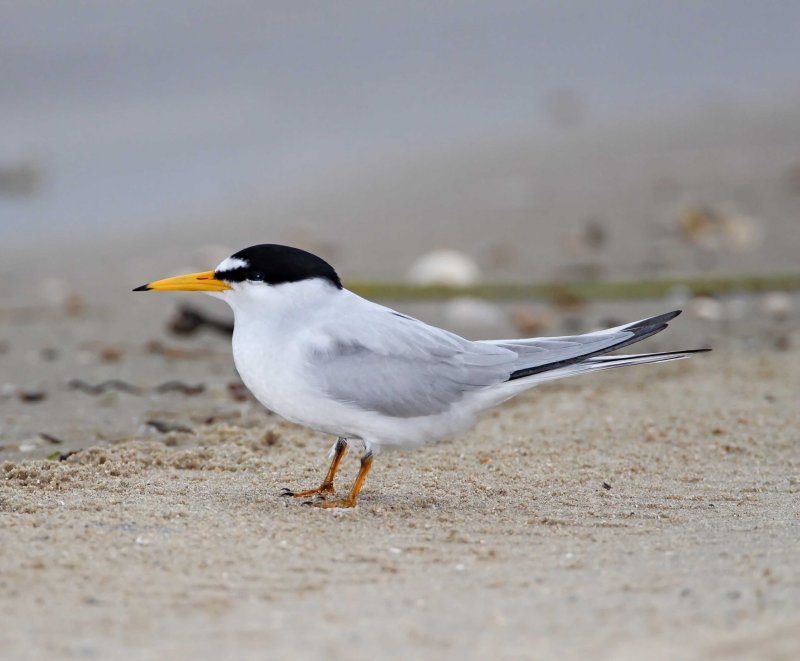 Least Tern_1434.jpg