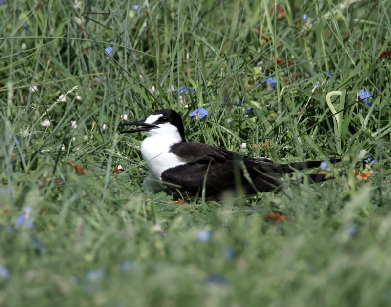 Sooty Tern - breeding_8145.jpg