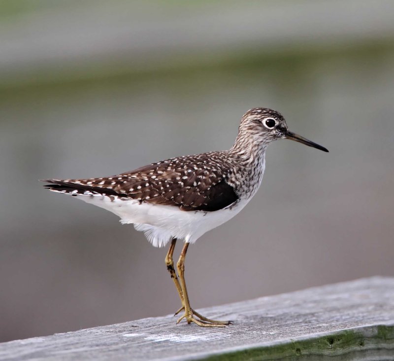 Solitary Sandpiper - breeding_6016.jpg