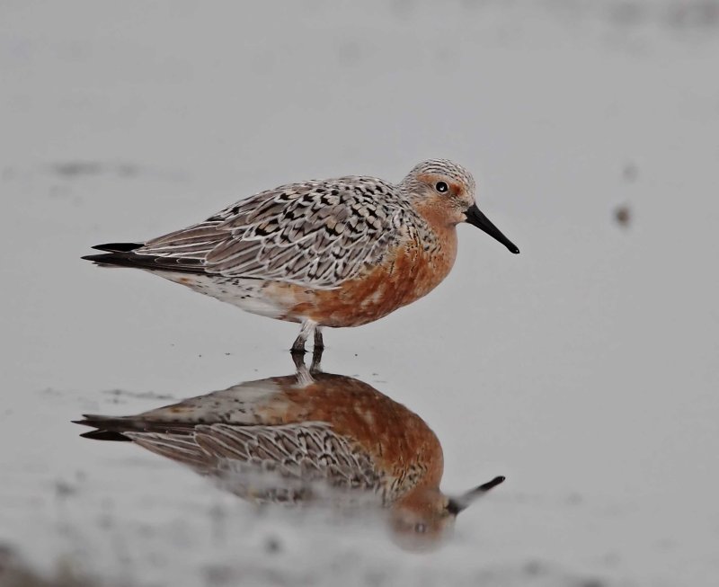 Red Knot_6293.jpg