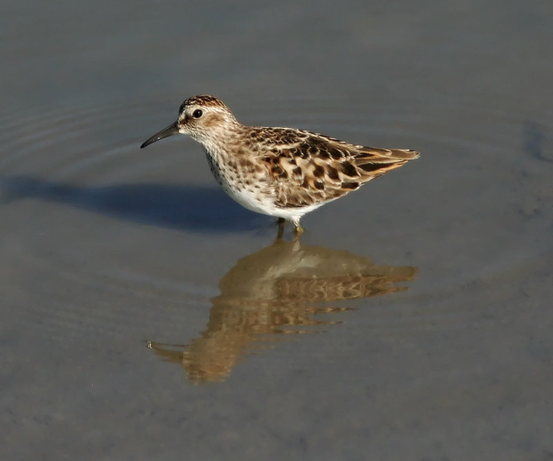 Least Sandpiper - breeding_4766.jpg