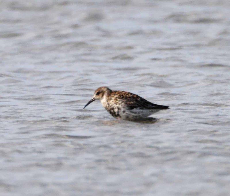 Rock Sandpiper_1975.jpg