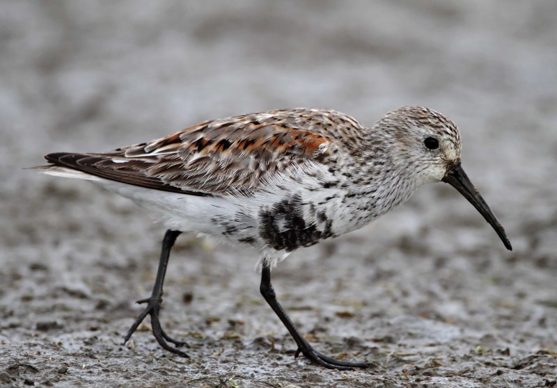 Dunlin - breeding_6245.jpg