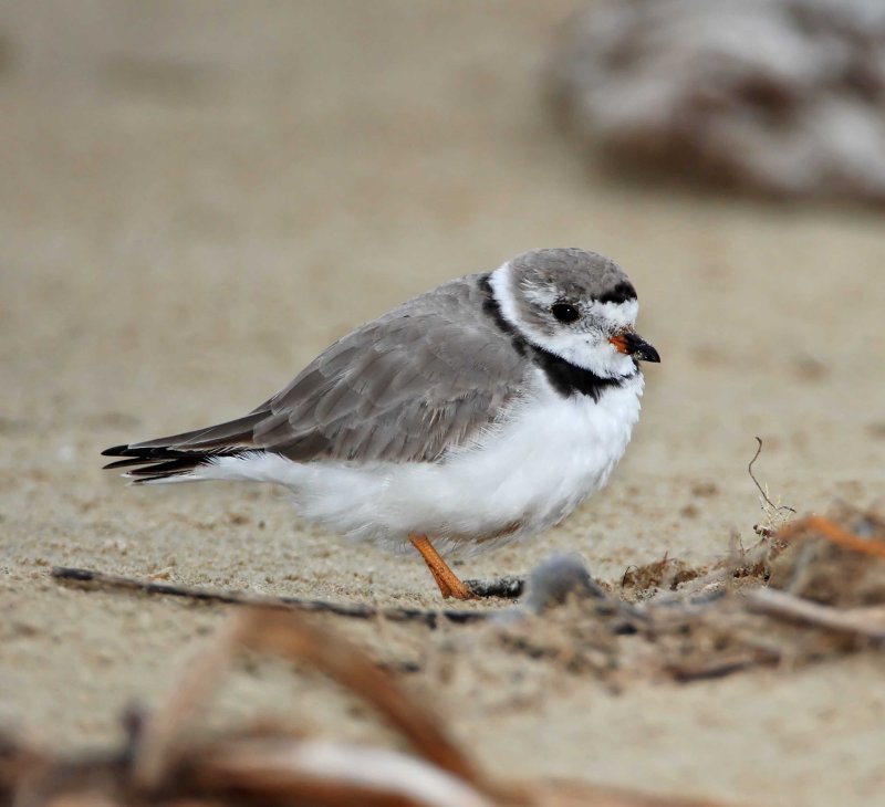 Piping Plover - breeding_1532.jpg