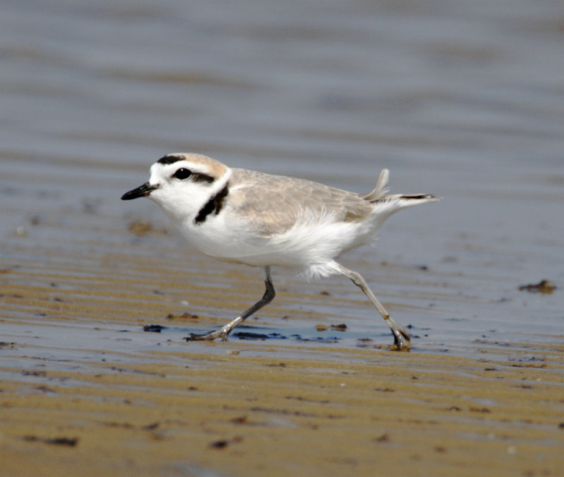Snowy Plover - breeding_8667.jpg