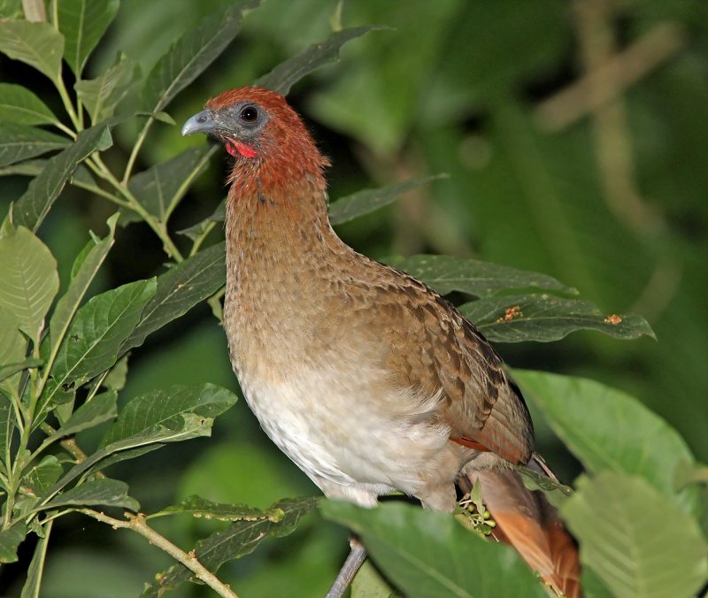 Rufous-headed Chachalaca_4878.jpg