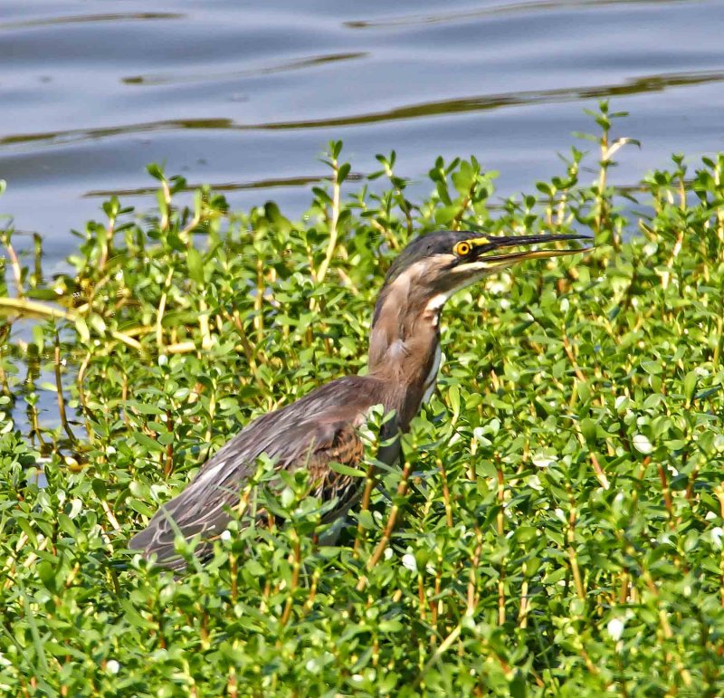 Striated Heron_4645.jpg