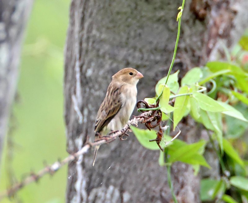 Chestnut-throated Seedeater - female_4524.jpg