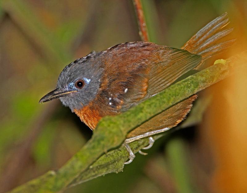 Chestnut-backed Antbird - female_4931.jpg