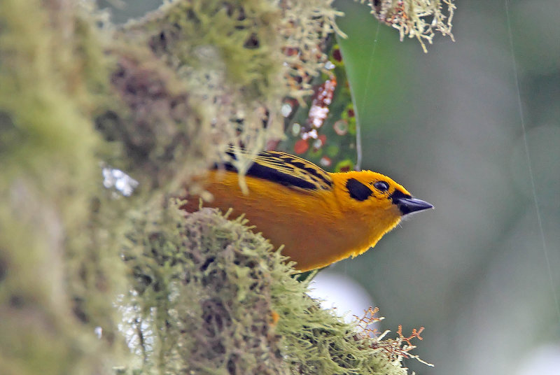 Golden Tanager_5250.jpg
