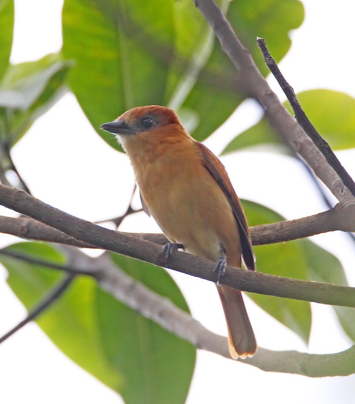 One-colored Becard - female_5270.jpg