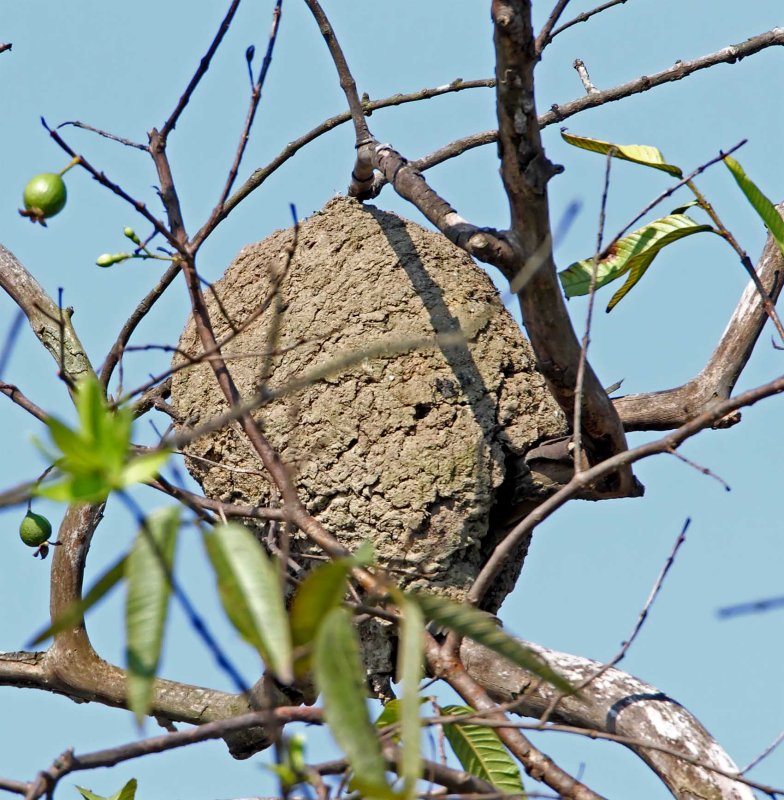 Pacific Hornero - nest_4658.jpg